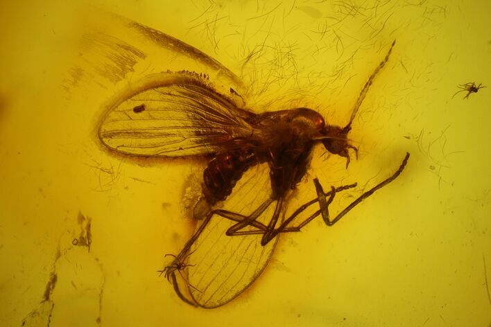 Fossil Moth fly (Psychodidiae) & Fly (Diptera) In Baltic Amber #142229